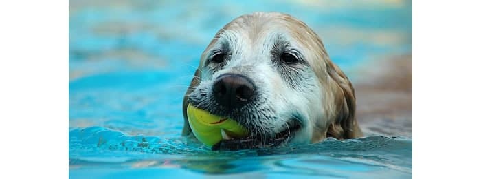 Las piscinas para perros ideales Piscinas para Perros